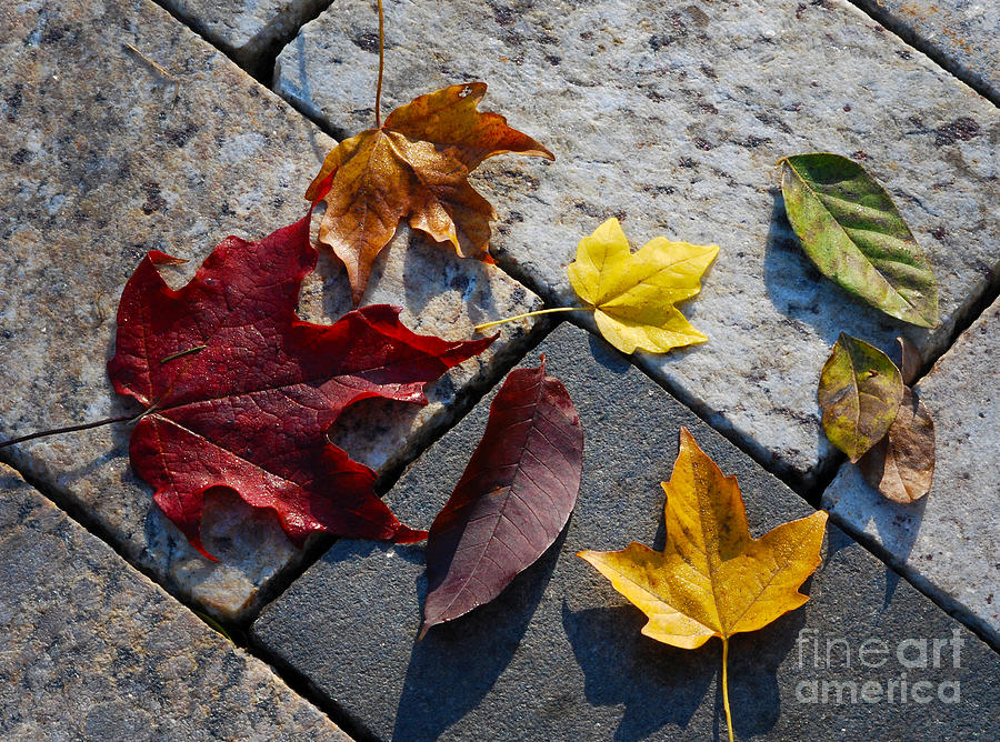 Fall Photograph - Autumn Leaves on Rock Pathway by Nancy Mueller