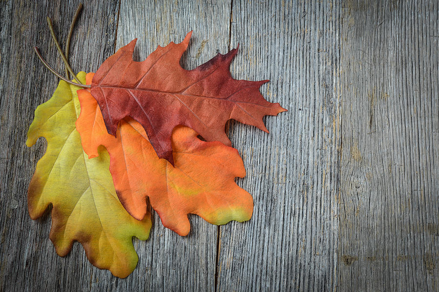 Autumn Leaves On Rustic Wooden Background Photograph by Brandon ...