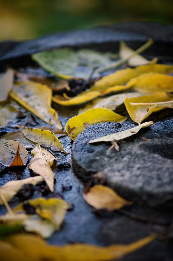 Autumn Leaves on Stone Photograph by Chris Bordeleau