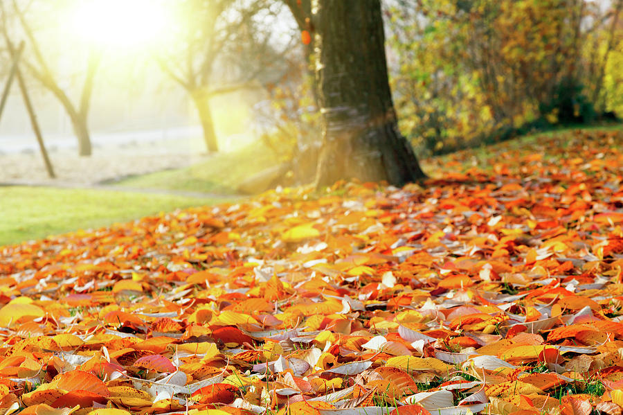 Autumn Leaves On The Ground Photograph by Wladimir Bulgar
