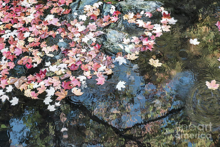 Fall Photograph - Autumn Leaves on Water by Stacey Granger