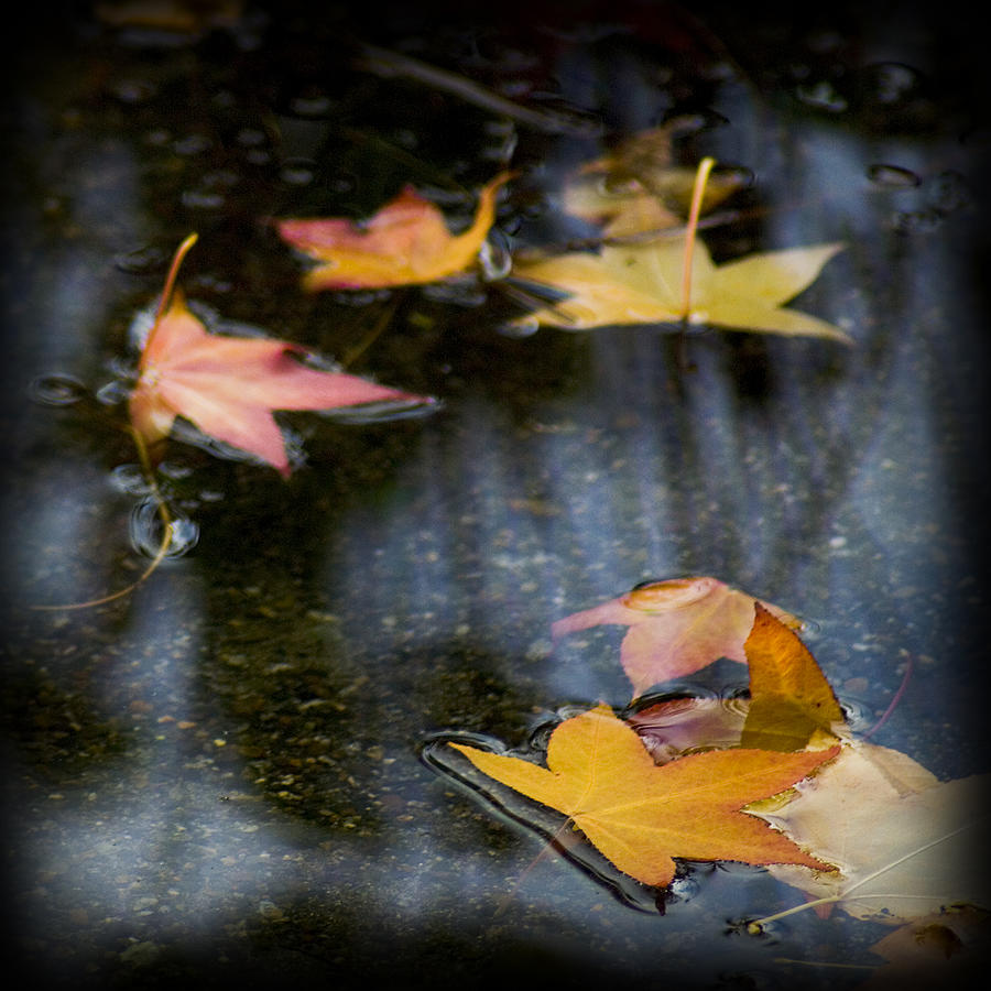 Autumn Leaves on Water Photograph by Yulia Kazansky