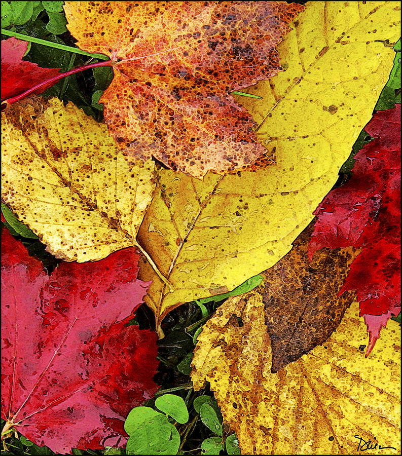 Autumn Leaves Photograph by Peggy Dietz