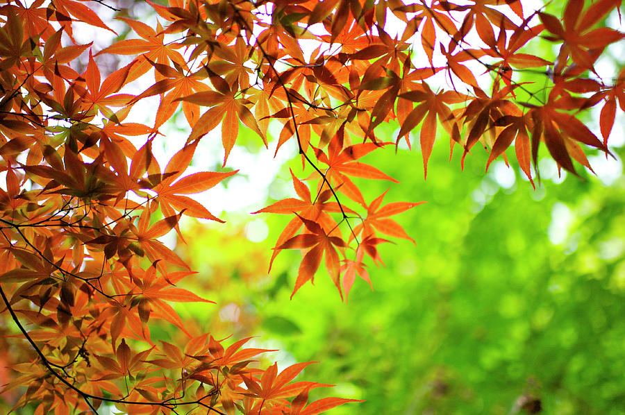 Autumn Leaves Photograph by Photograph Shino Ono (lechat8)