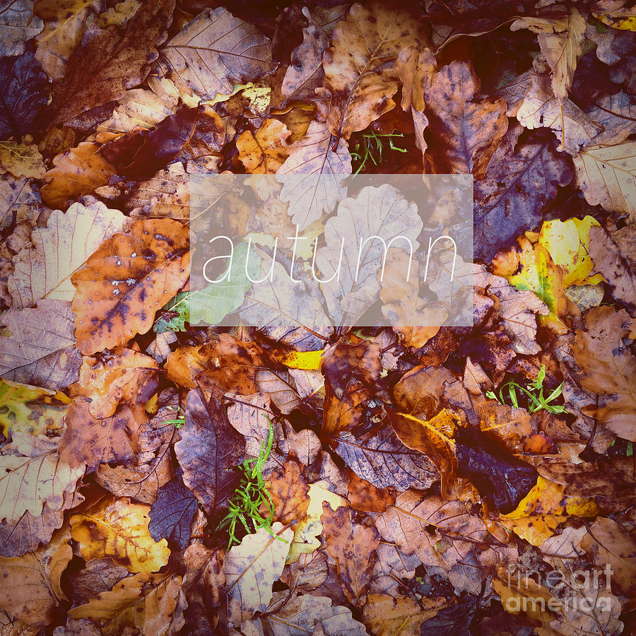 Autumn Leaves Poster Photograph by THP Creative