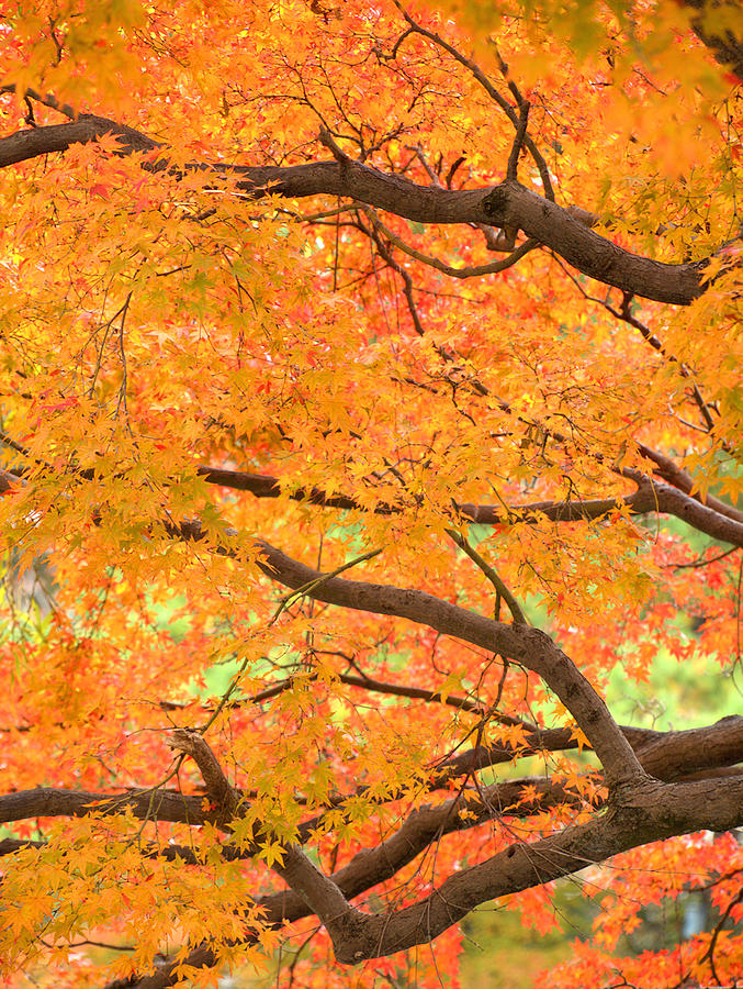 Autumn Leaves Photograph by Yuka Kato