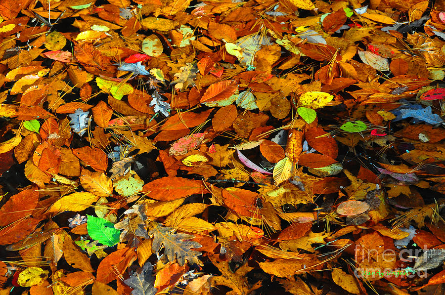 Autumn Leaves Photograph by Randy Rogers