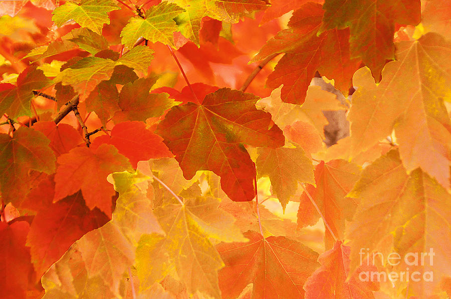Impressionistic Autumn Leaves Photograph