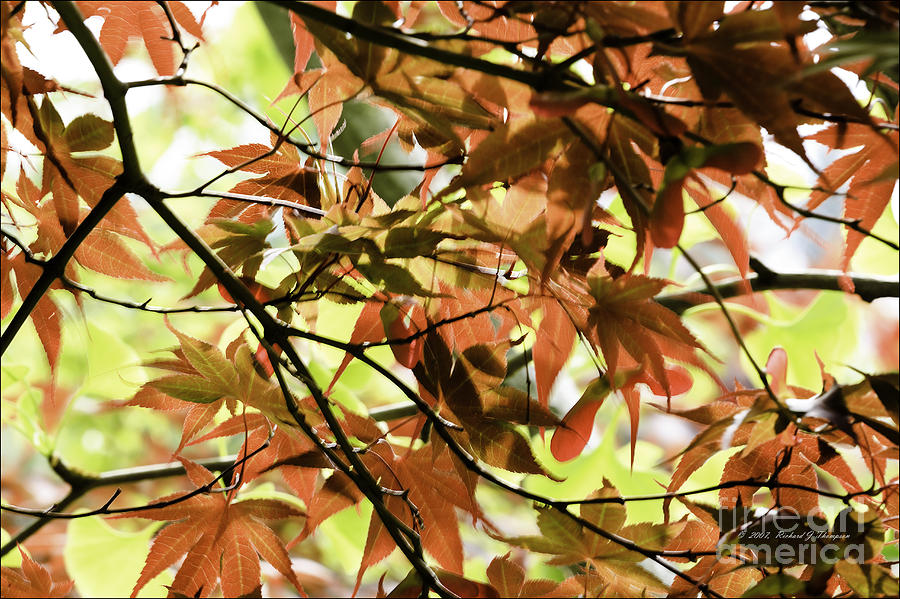 Autumn Leaves Photograph by Richard J Thompson 