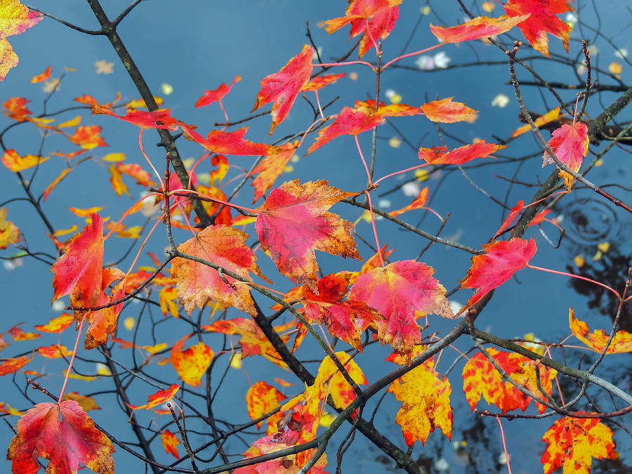 Autumn Leaves Photograph by Robert Mitchell
