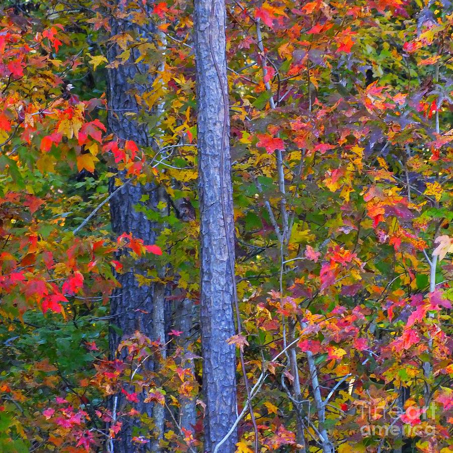 Autumn Leaves Photograph by Scott Cameron