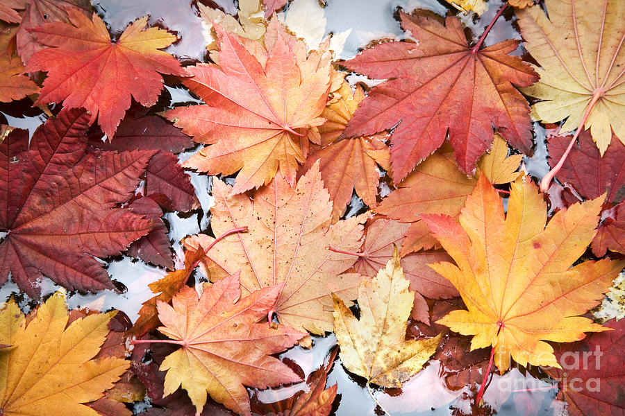 Autumn Leaves Photograph by Sean Bagshaw