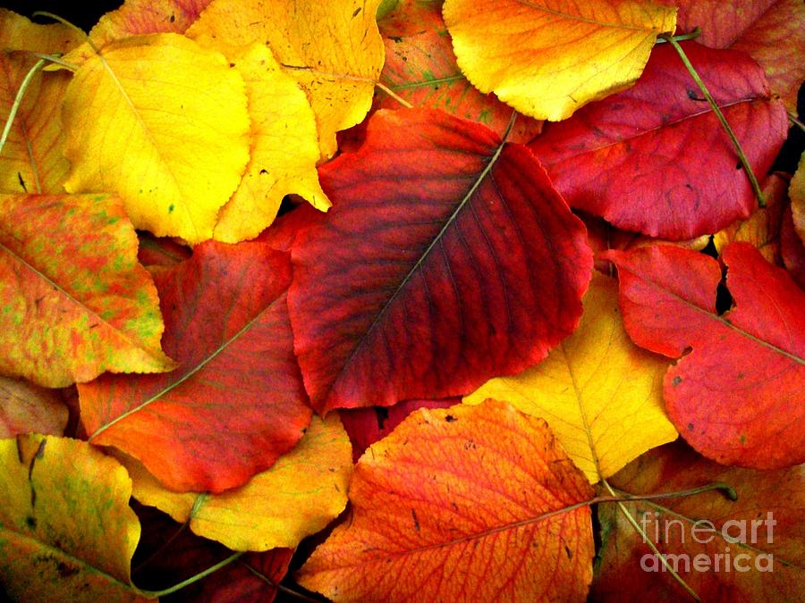 Autumn Leaves Photograph by Sharon Woerner