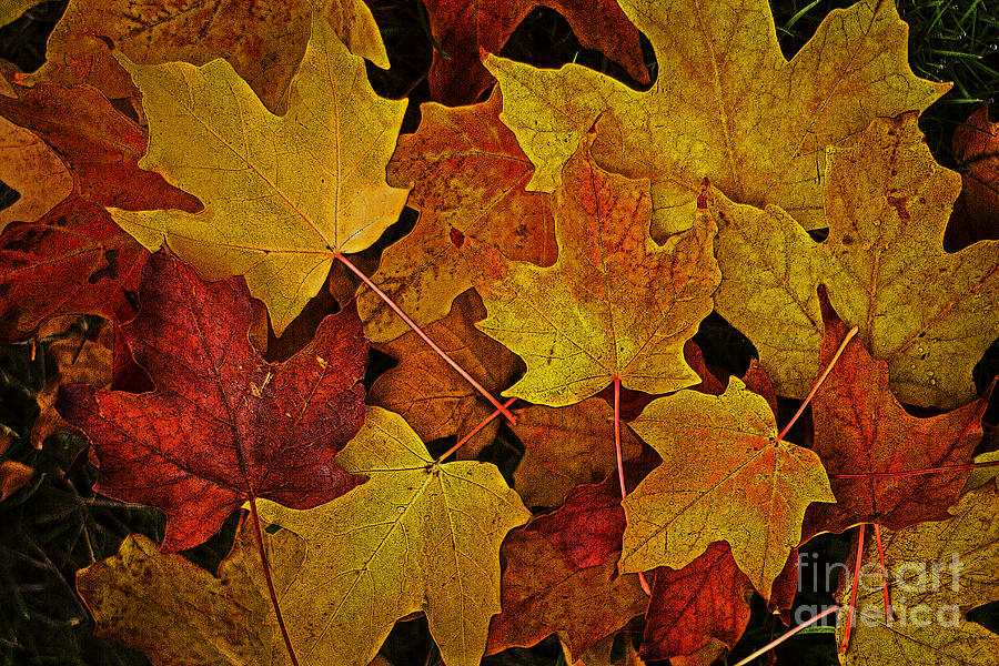 Autumn Leaves Photograph by Sonya Lang
