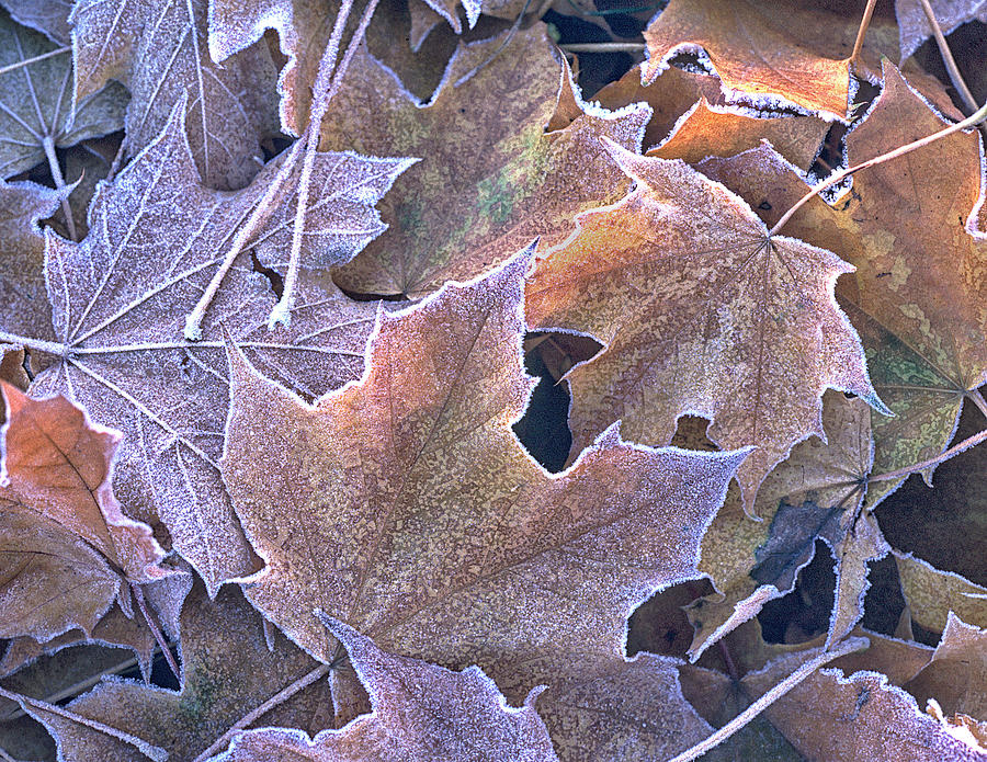 Autumn Leaves Stacked And Frosted Photograph by Gary Slawsky