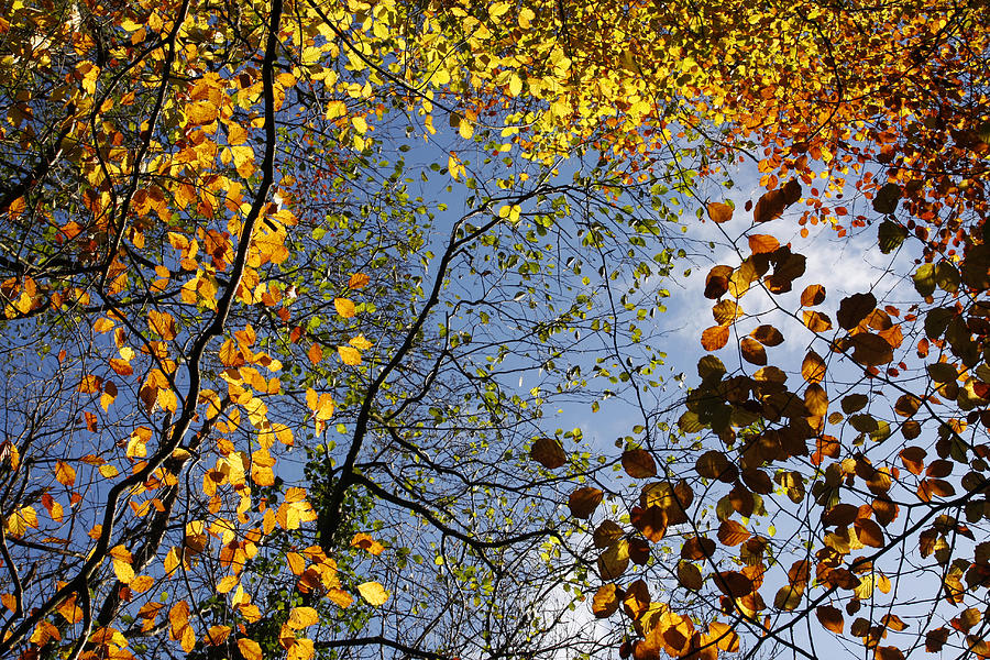 Autumn Leaves Photograph