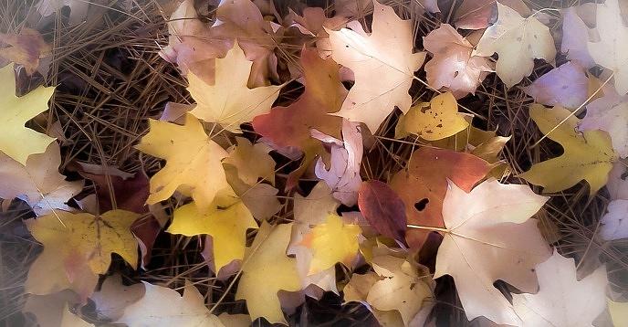 Autumn Leaves Photograph by Tara Potts