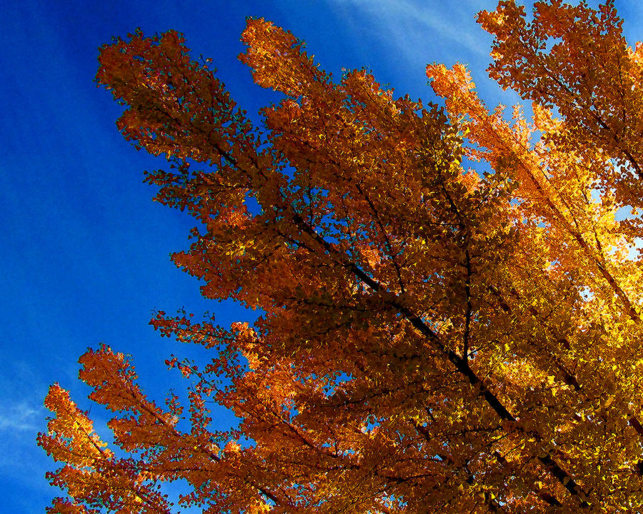 Autumn Leaves Photograph by Timothy Bulone