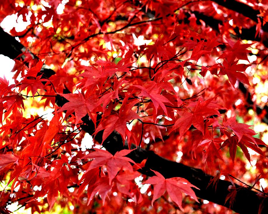 Autumn Leaves Photograph by Toby McGuire