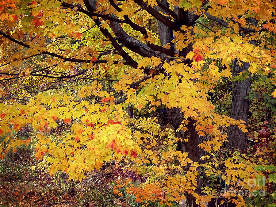 Autumn Leaves Photograph by Tom Brickhouse
