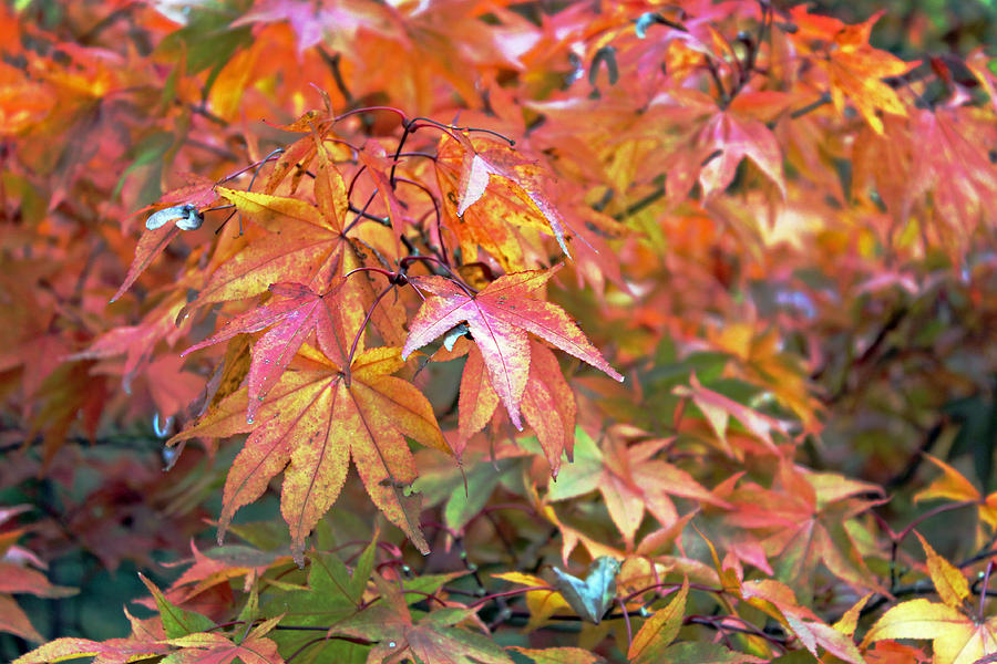 Autumn Leaves Photograph by Tony Murtagh