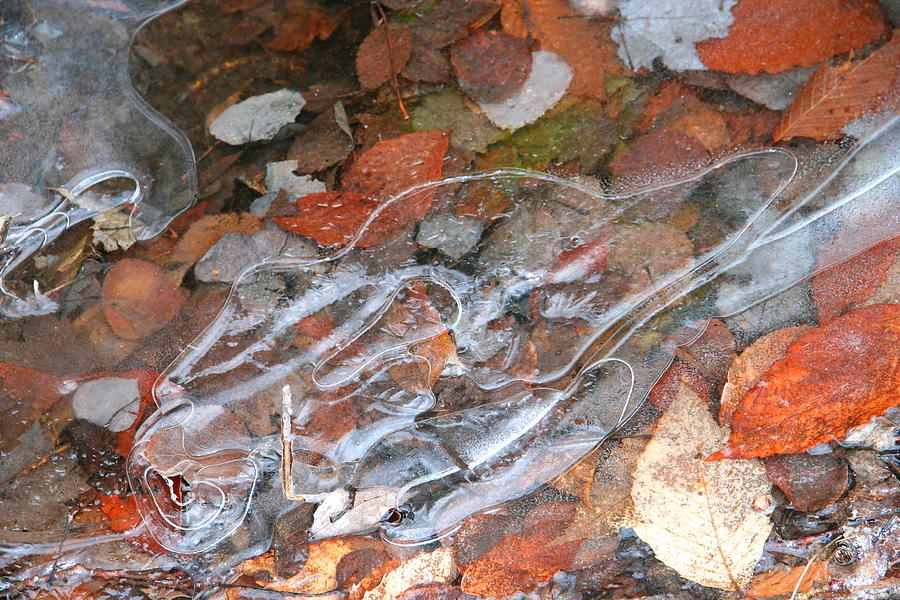 Autumn Leaves Photograph - Autumn Leaves under Ice by Dr Carolyn Reinhart Autumn Leaves Photograph - Autumn Leaves under Ice by Dr Carolyn Reinhart