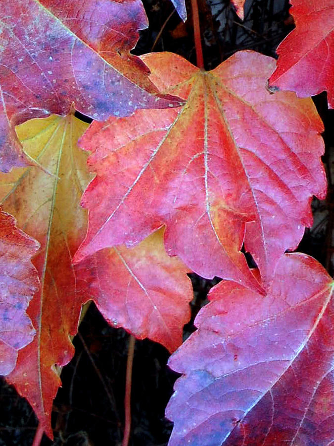 Autumn Leaves Up Close Photograph by Barbara J Blaisdell