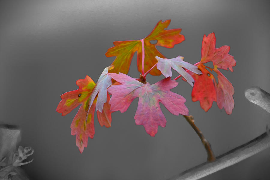 Autumn Leaves Photograph by Veli Bariskan
