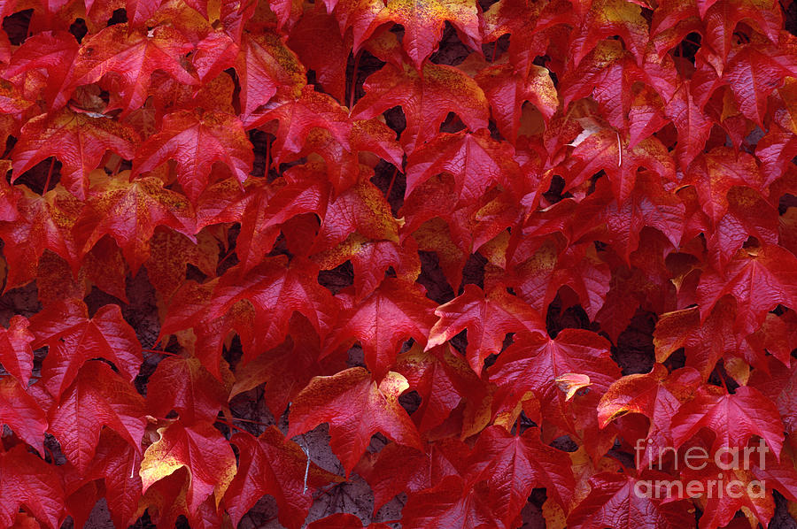 Autumn leaves vine maple Photograph by Jim Corwin