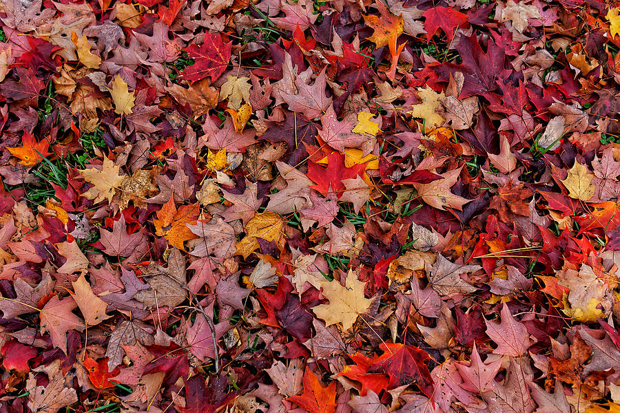 Autumn Leaves Photograph by William Jobes