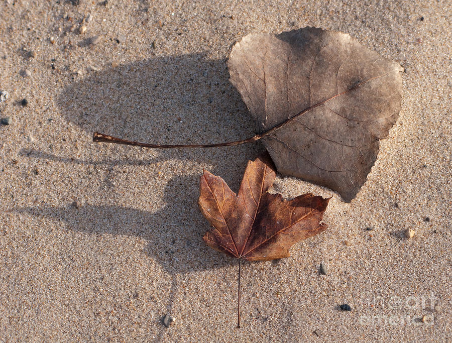 Autumn Leavings  #1 Photograph by Ann Horn