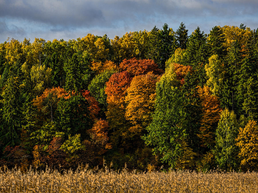 Autumn Photograph by Leif Sohlman