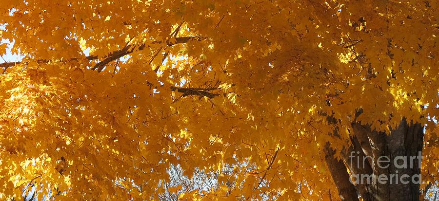 Autumn Light Photograph by Anita Adams