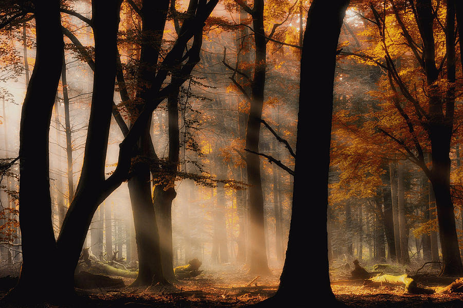 Fall Photograph - Autumn Light by Jan Paul Kraaij