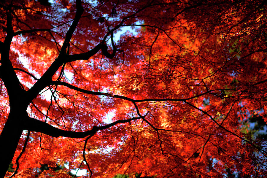 Autumn Light Photograph by Sunnywinds
