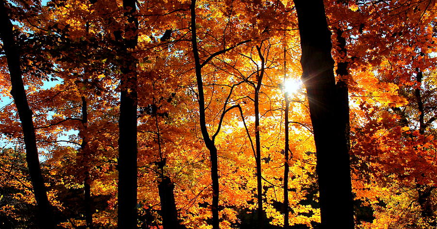 Tree Photograph - Autumn Lights by Rosanne Jordan