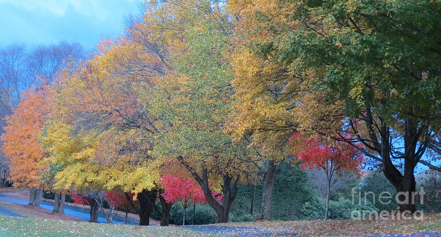 Autumn Lined Street Photograph by Anita Adams