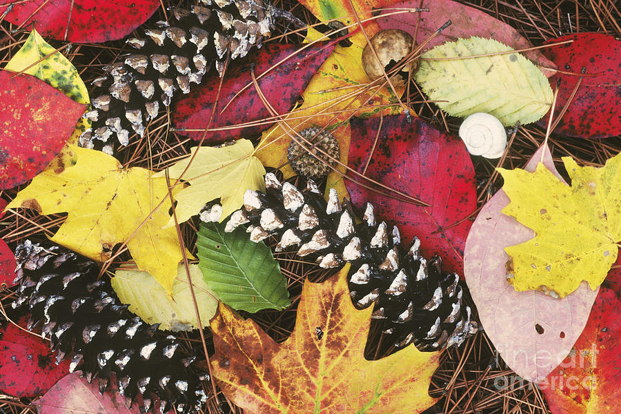 Autumn Litter Photograph by David Davis