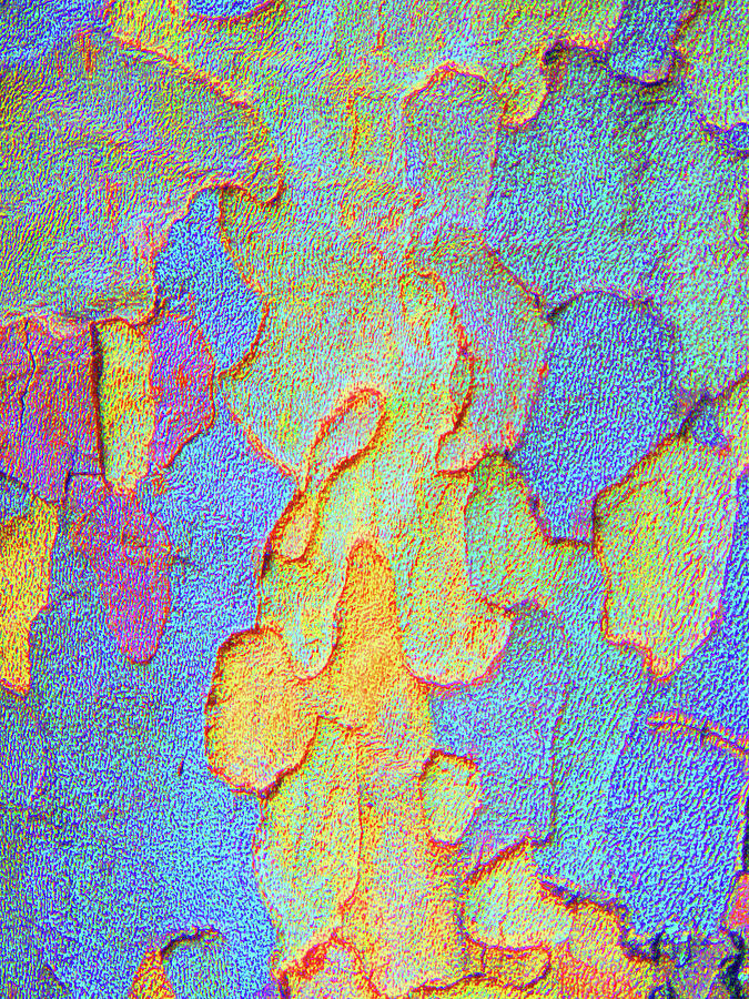 Autumn London Plane Tree Abstract 4 Photograph by Margaret Saheed