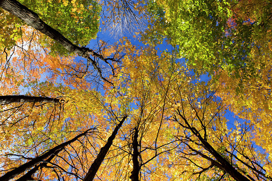Autumn Look Up Photograph by Lisa Stokes - Fine Art America