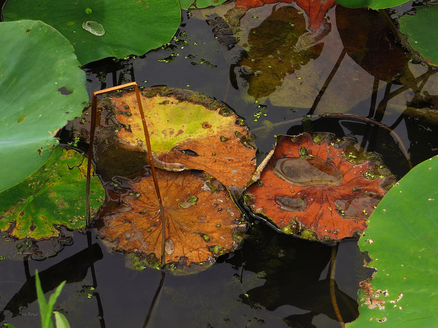 Autumn Lotus Leaves Photograph by Shawna Rowe