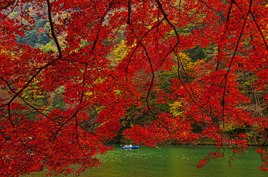 Autumn Love Photograph by Midori Chan
