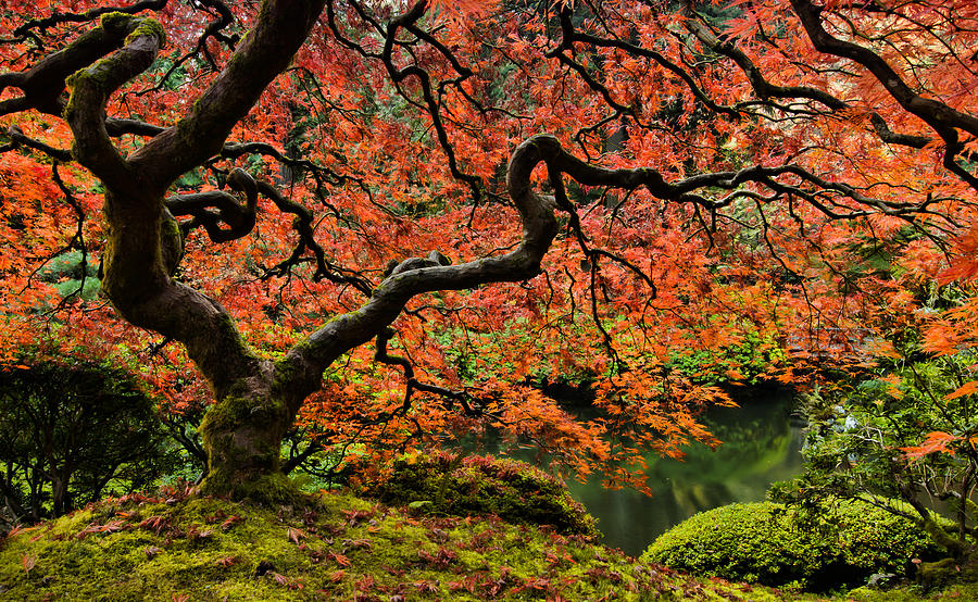 Autumn Magnificence Photograph by Don Schwartz