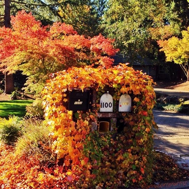 Fall Photograph - Autumn Mailbox #leaves_nio by Anna Porter