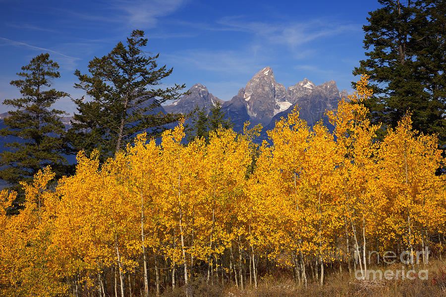 Grand Teton National Park Photograph - Peak Color by Aaron Whittemore