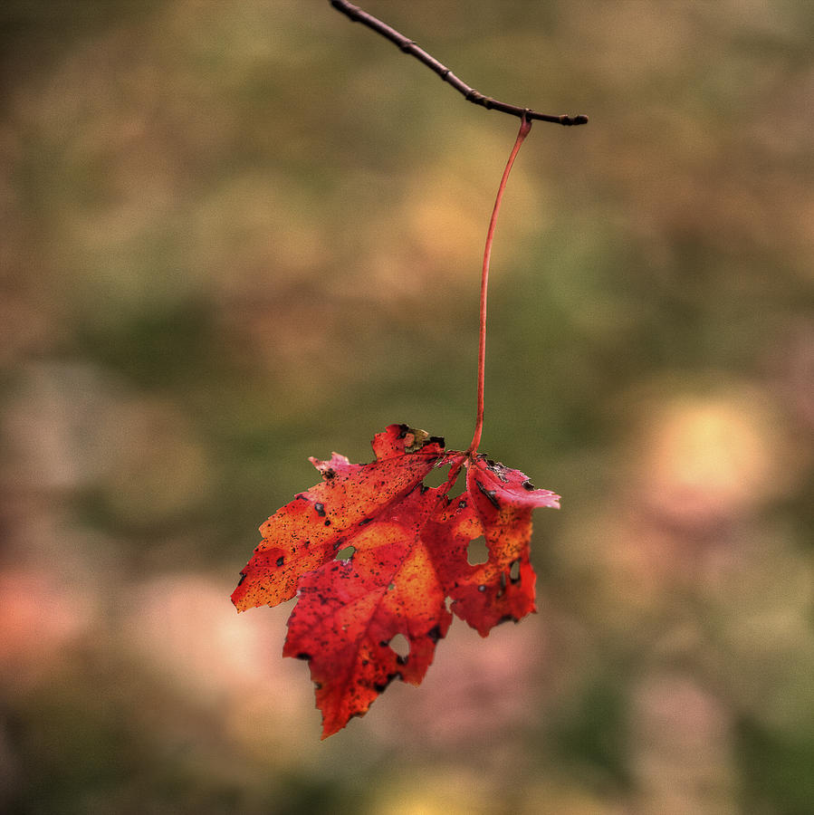 Autumn Maple Photograph by Steve Gravano