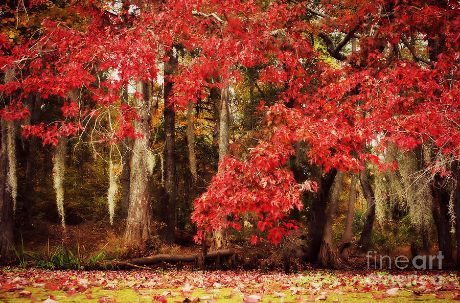 Autumn Maple 2 Photograph by Kelly Nowak