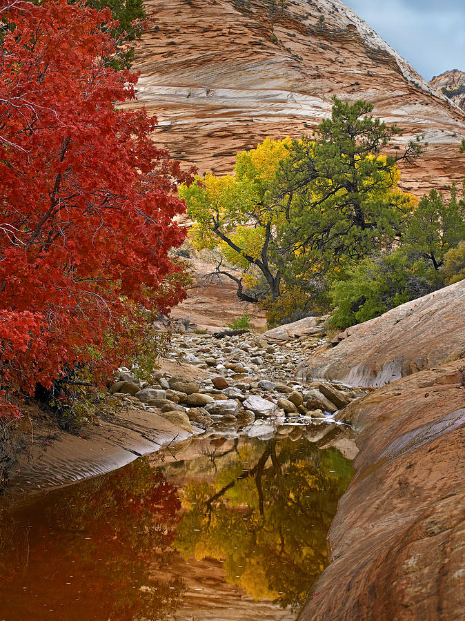 Autumn Maple And Cottonwood Zion Photograph by Tim Fitzharris