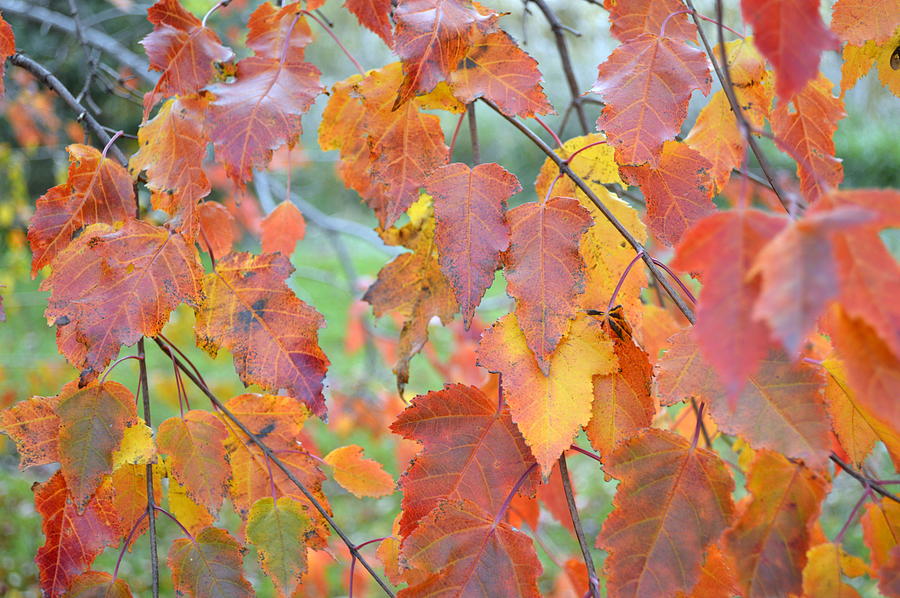 Autumn Maple Photograph by Bonfire Photography