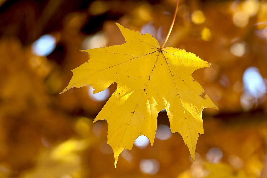 Autumn Maple Photograph by Carol Erikson
